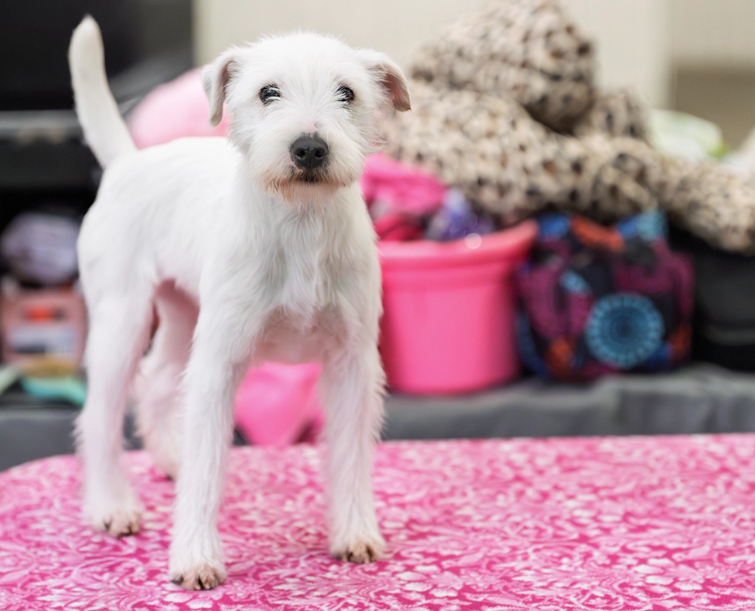ROSE CITY DOG SHOW